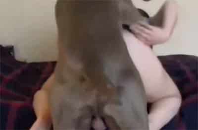 , porno Animal porn